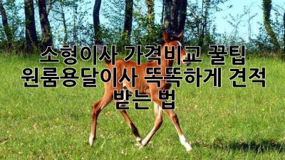 소형이사 가격비교 꿀팁🍯 원룸/용달이사 똑똑하게 견적 받는 법!